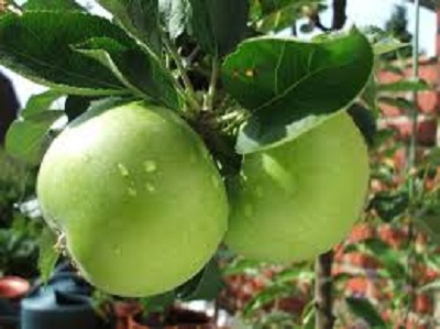 کود روی و بر