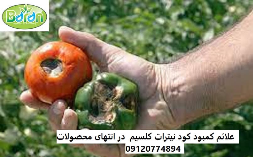 زمان مصرف کود نیترات کلسیم برای خیار