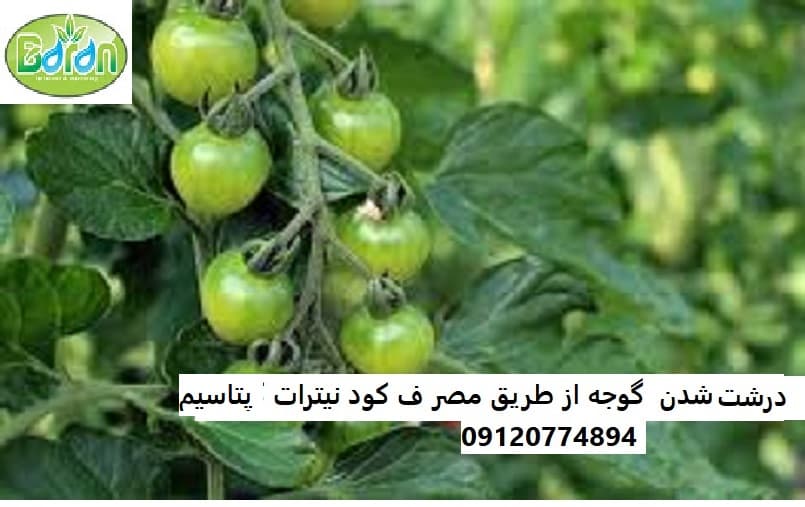 مزایا کود نیترات پتاسیم