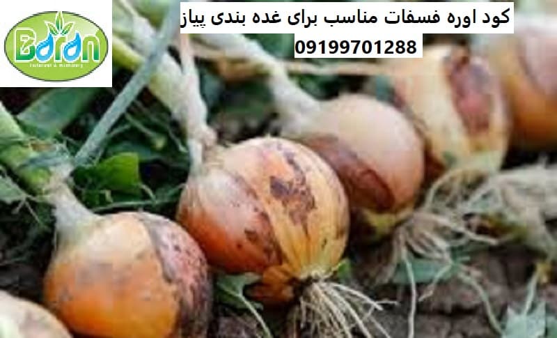 کود اوره فسفات پودری برای درختان پسته