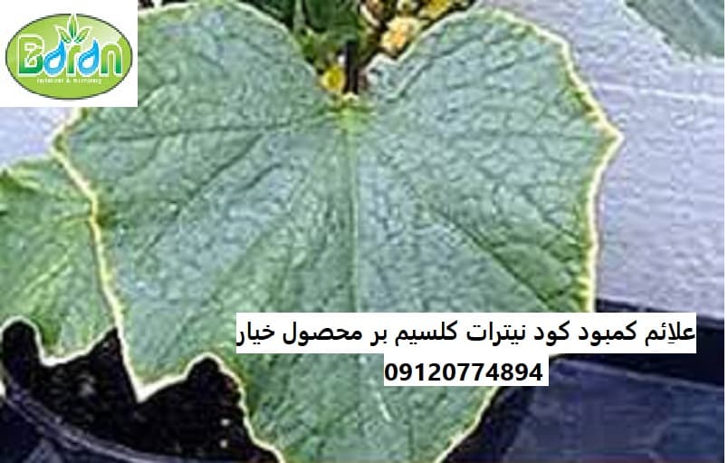 مزایای کود نیترات کلسیم برای خیار