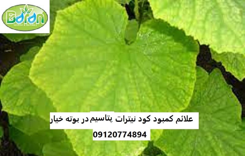 اهمیت کود نیترات پتاسیم پودری