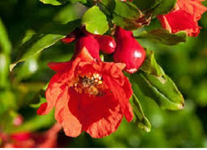 کود سه بیست برای درختان