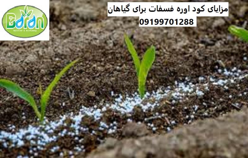 کود اوره فسفات بلژیکی