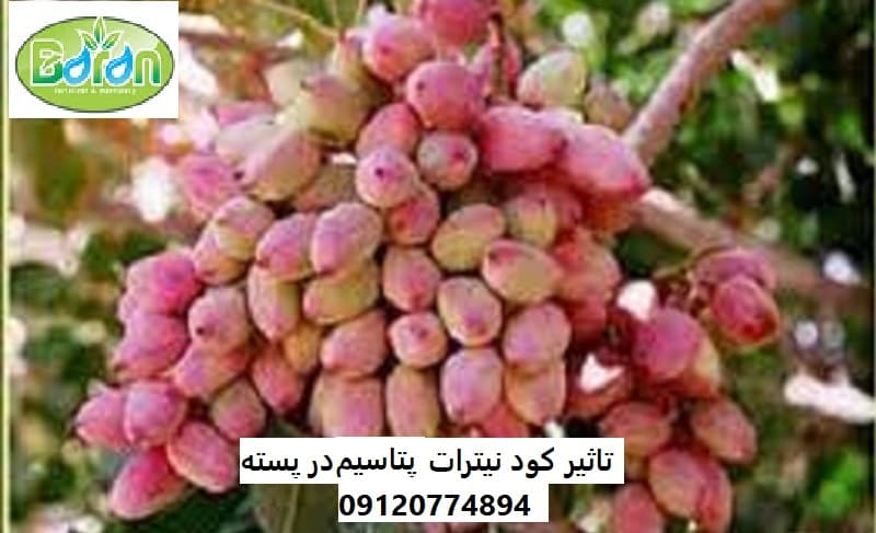 کود نیترات پتاسیم