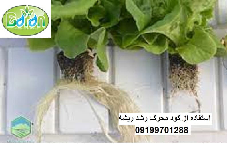 طریف مصرف کود محرک رشد و ریشه