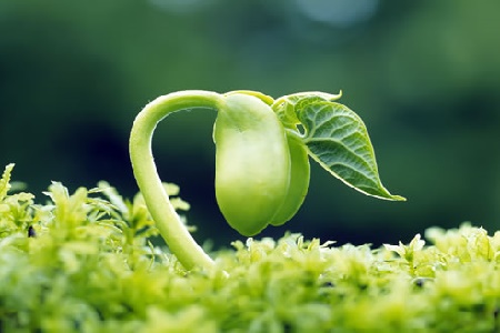 کود مرغی