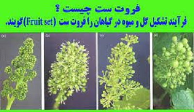 کود فروت ست