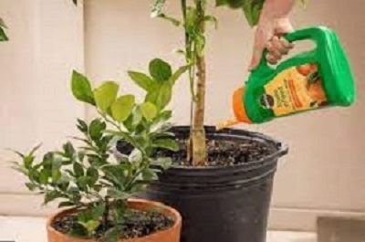 کود هیومیک اسید مایع