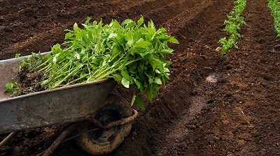 کود پلیت مرغی