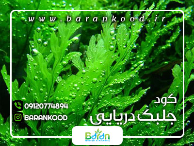 کود جلبک دریایی پودری