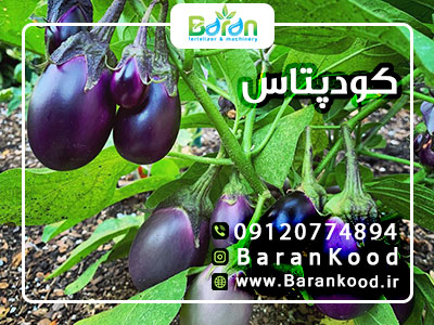 کود پتاس