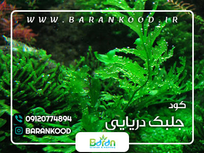 کود جلبک دریایی