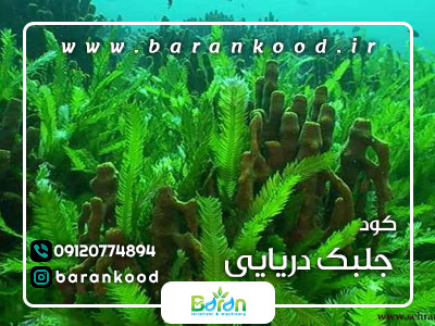 کود جلبک دریایی
