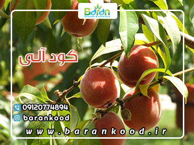 کود آلی