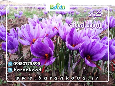 کود اسید آمینه