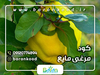 کود مرغی مایع