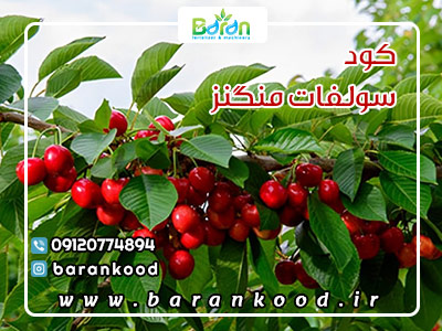 کود سولفات منگنز