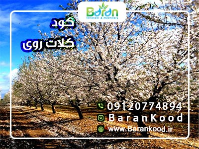 کود کلات روی