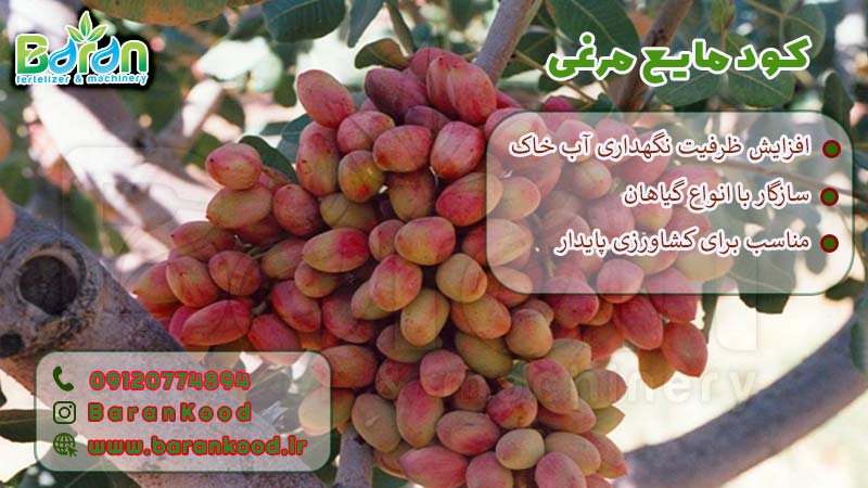کود مایع مرغی