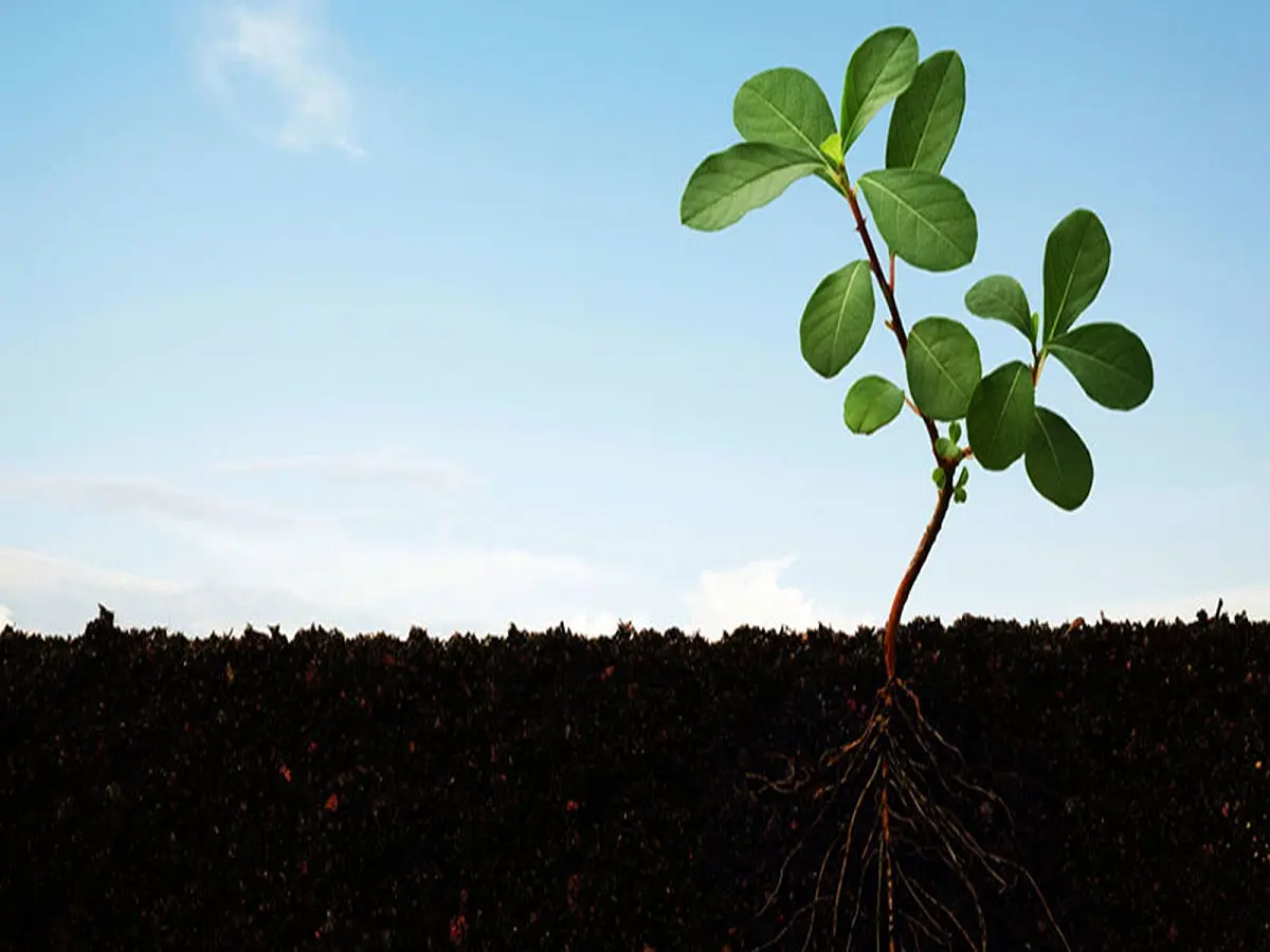 خرید کود آهن