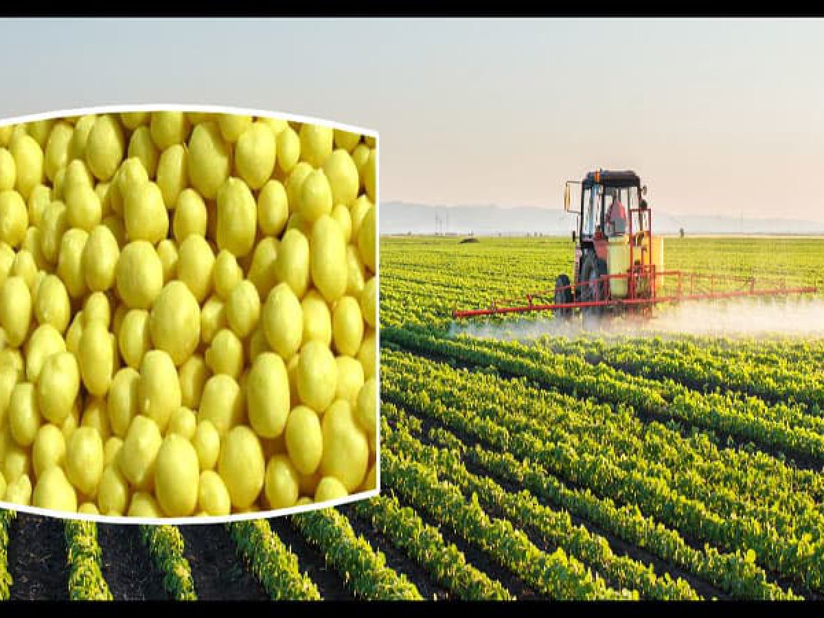 خرید کود گوگرد