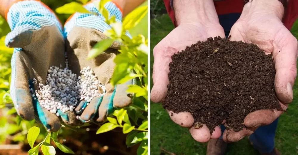 خرید کود آهن کلاته