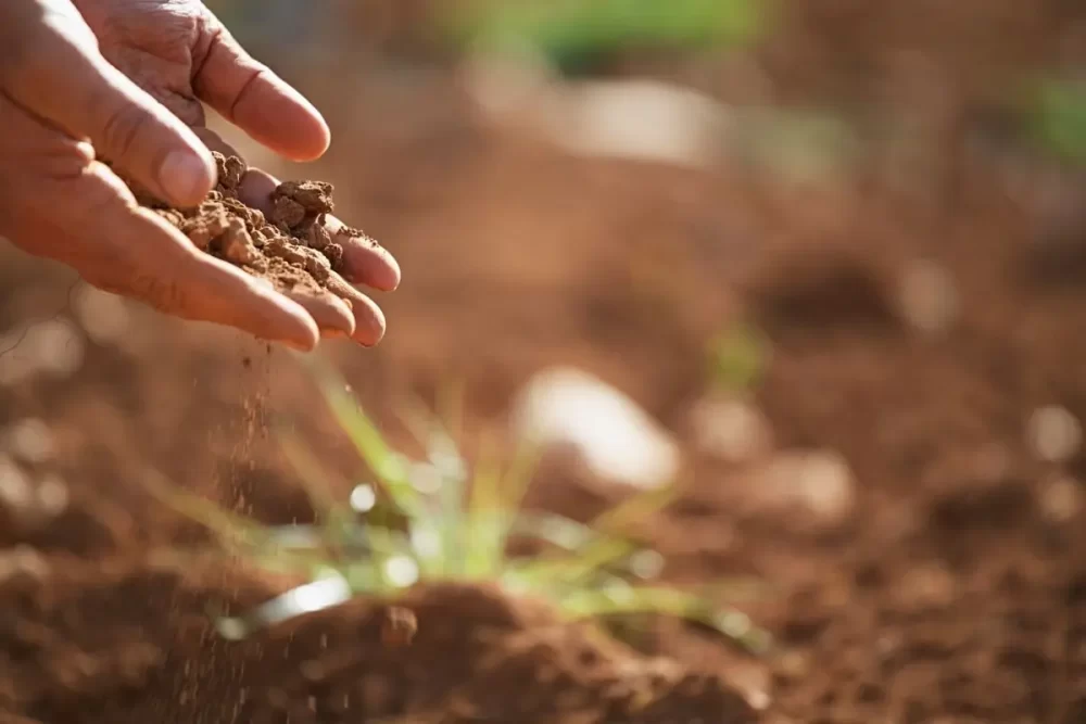 خرید کود آهن سولفاته