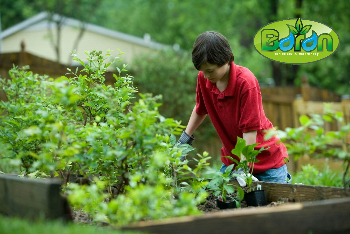 مهمترین خواص شیرابه کود مرغی