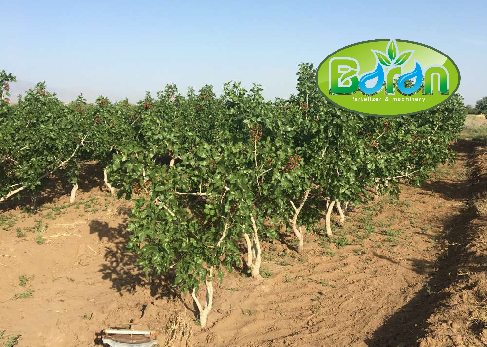 مزایای شیرابه کود مرغی برای درخت پسته