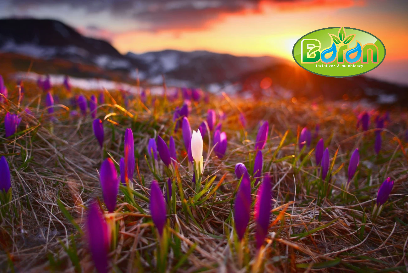 راهنمای خرید کود پلیت مرغی برای زعفران