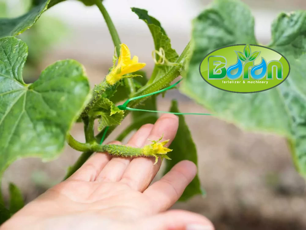 شیرابه کود مرغی برای کشت خیار