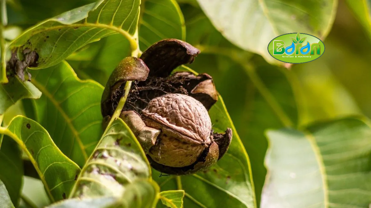 راهنمای خرید عمده کود پلیت مرغی