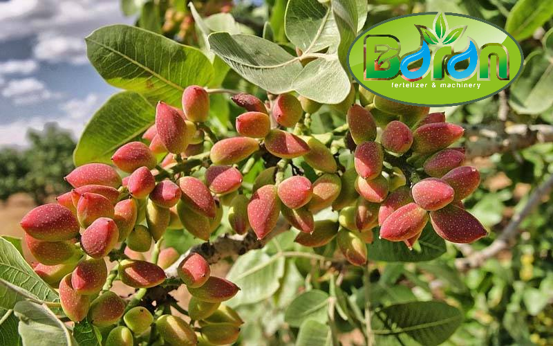 قیمت شیرابه کود مرغی برای پسته