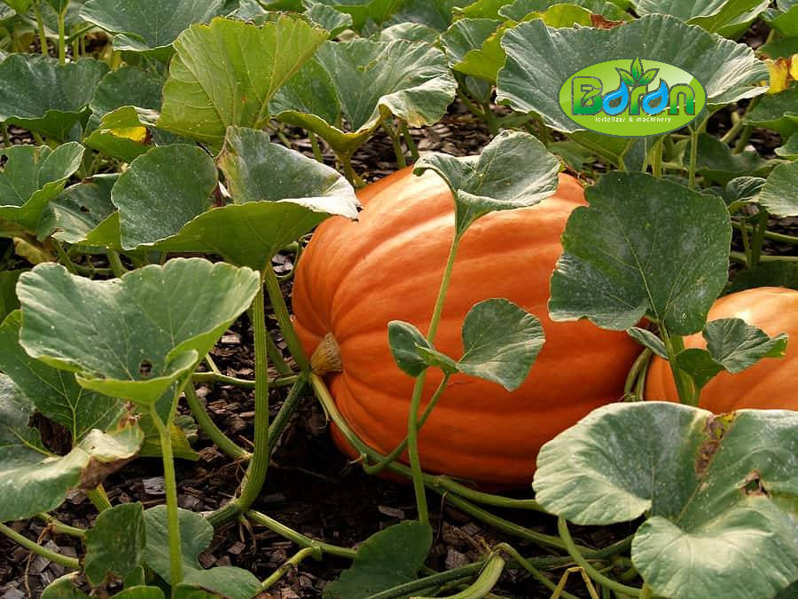 مزایای خرید کود مرغی عمده