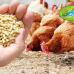 قیمت کود مرغی فشنگی در بازار