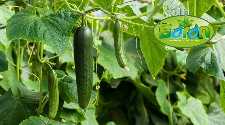 راهنمای خرید کود ۱۰-۵۲-۱۰ برای خیار