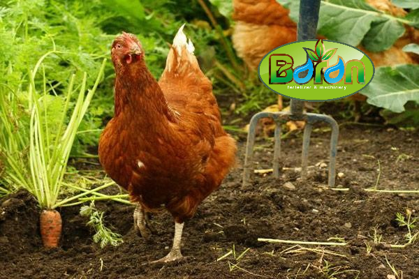 مزایای استفاده از کود مرغی پوسیده در کشاورزی