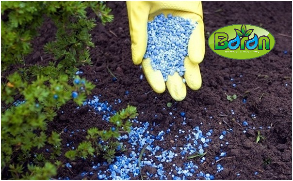 بهترین روش استفاده از کود ۱۰-۵۲-۱۰ برای مزارع خیار