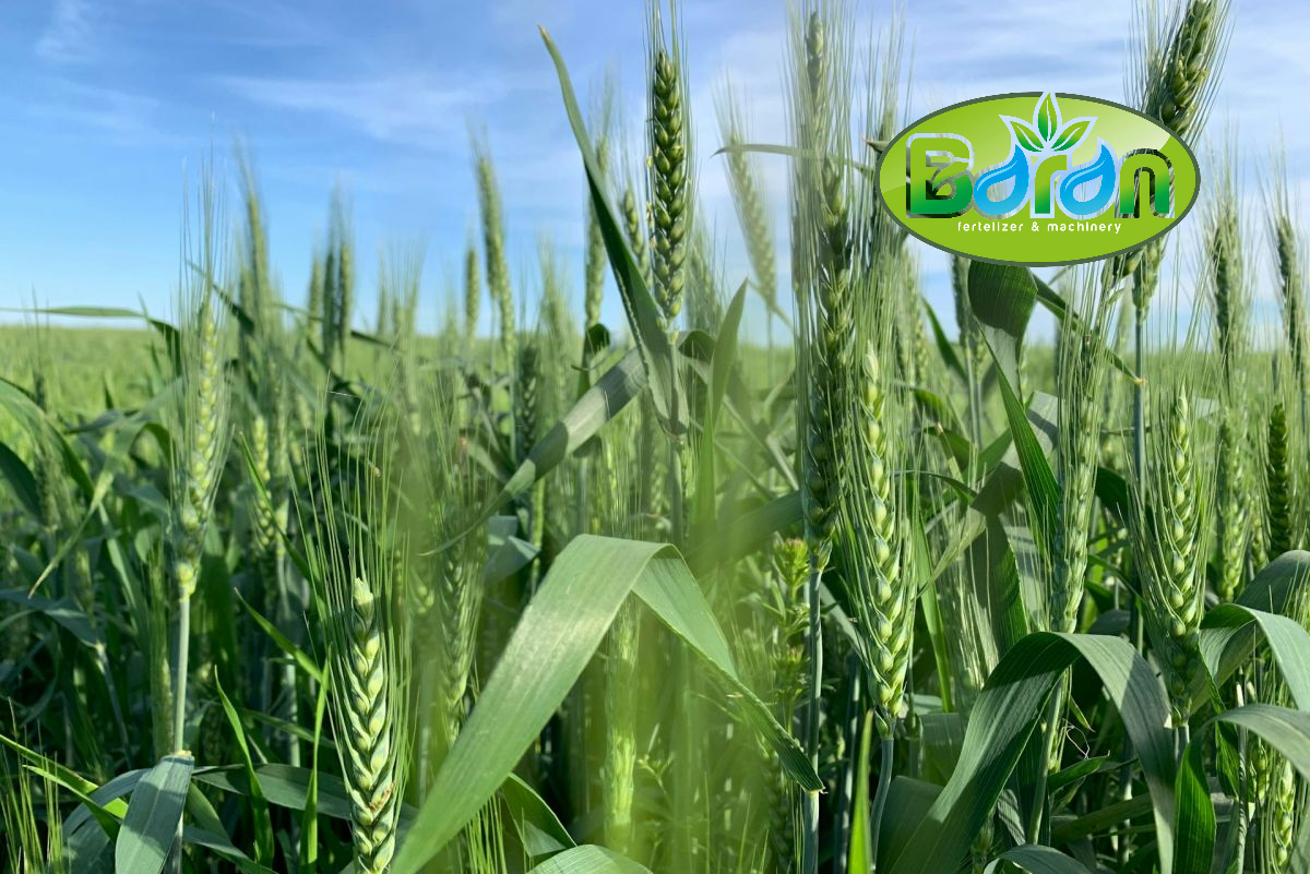 مهمترین ویژگی های کود مرغی برای رشد گندم