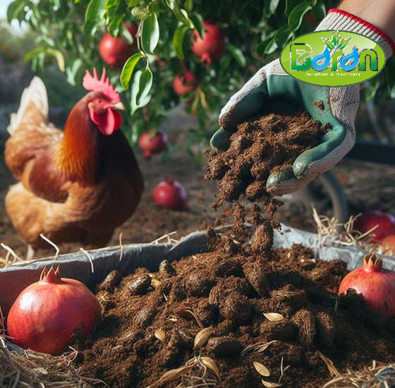 مزایای کود مرغی برای درخت انار