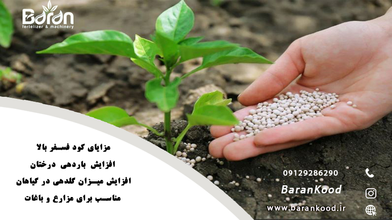 کود فسفر بالا قیمت مناسب
