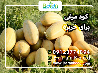 کود برای درشت شدن خربزه