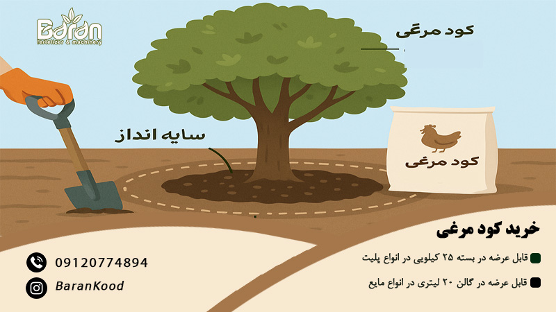 کود مرغی برای درخت توت