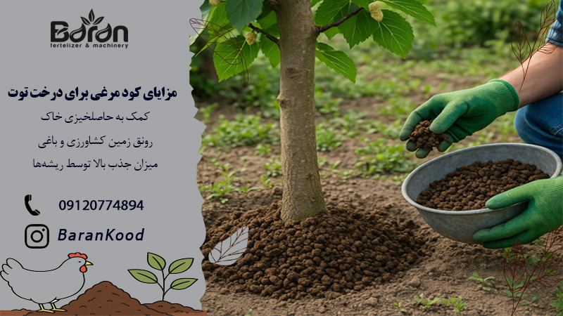 مزایای کود مرغی برای درخت توت
