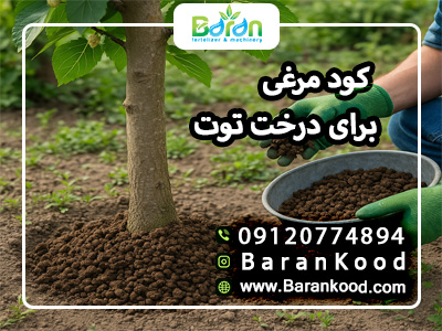 کود مرغی برای درخت توت