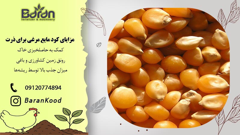 مزایای کود مایع مرغی برای ذرت