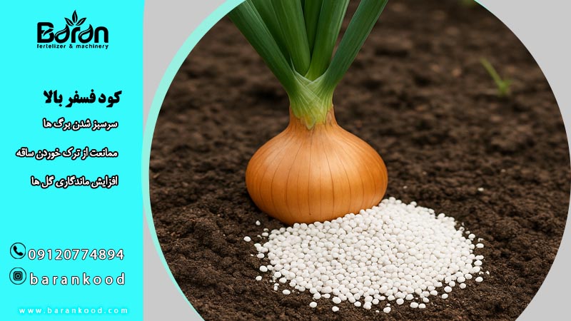 کود فسفر بالا + خرید عمده