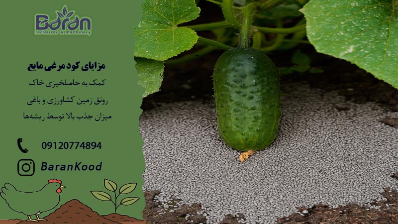 کود مرغی مایع برای خیار