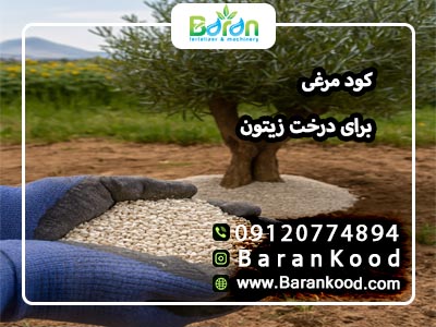 کود مرغی برای درخت زیتون 3